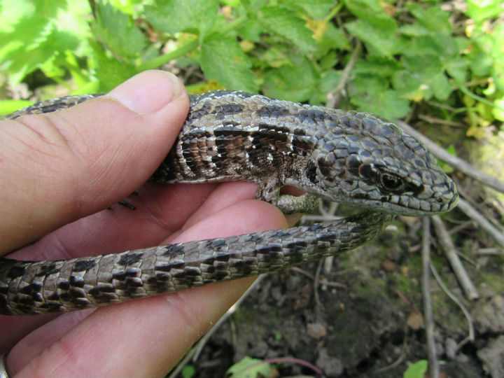 Northern Alligator Lizard